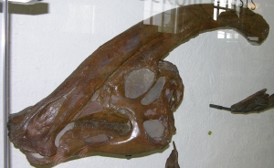 Close-up of the Parasaurolophus fossil head.