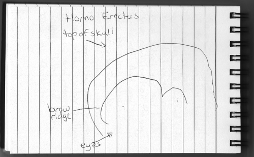 Evolution Journal - Page 25 - Homo Erectus