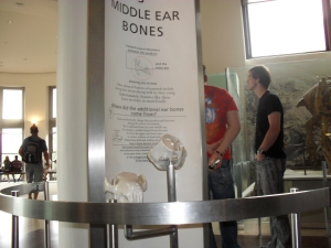 Peo's photo of the whole three middle ear bones display.