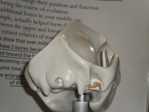 Peo's close-up photo of the three middle ear bones model.