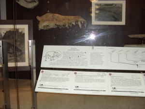 Peo's photo of the display of ancestors of cetaceans.