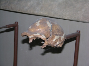 Mummy's photo of the homo erectus skull.