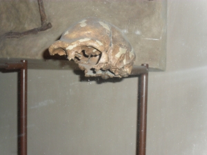 Peo's photo of the homo erectus skull.