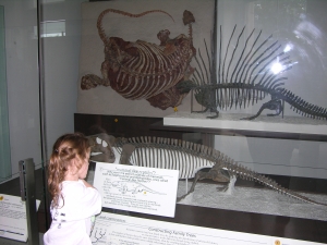 Peo reads about dimetrodon not being a dinosaur, but a synapsid.